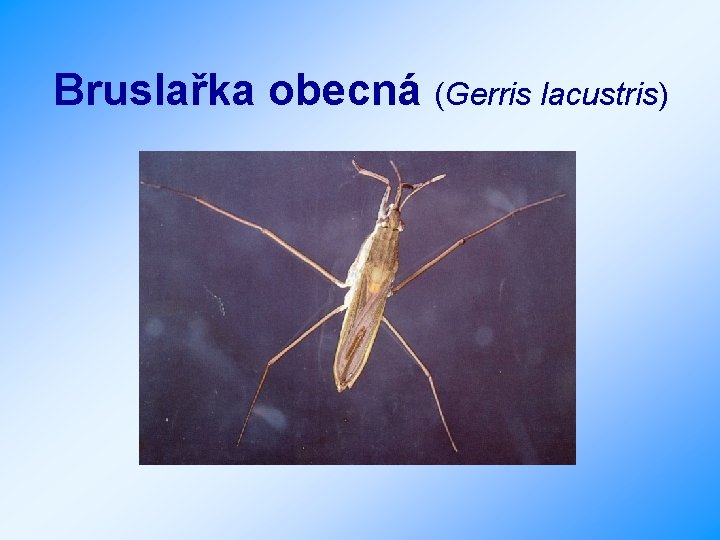 Bruslařka obecná (Gerris lacustris) 