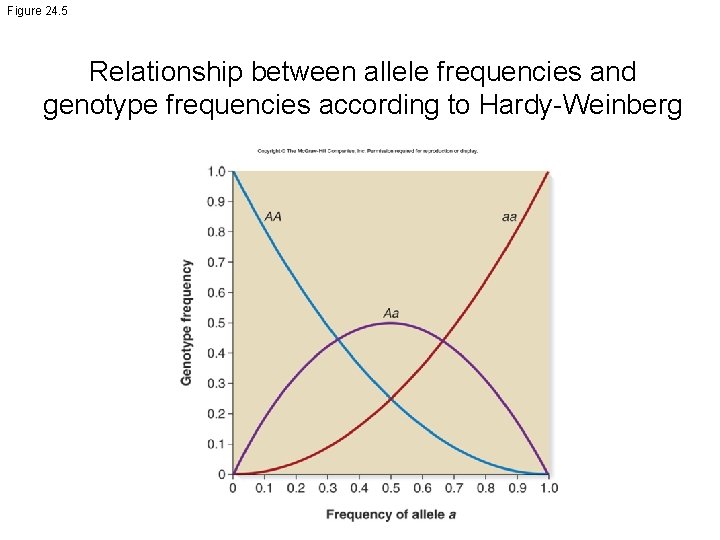 Figure 24. 5 Relationship between allele frequencies and genotype frequencies according to Hardy-Weinberg 