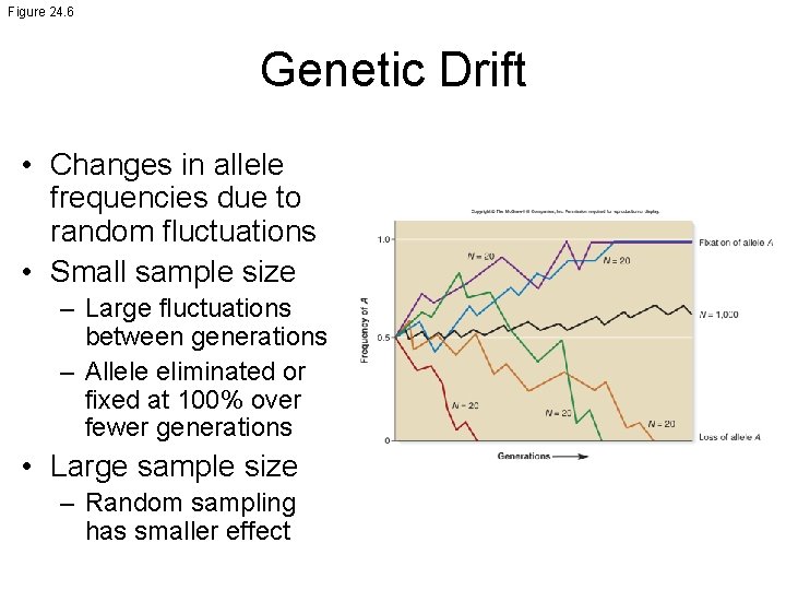 Figure 24. 6 Genetic Drift • Changes in allele frequencies due to random fluctuations