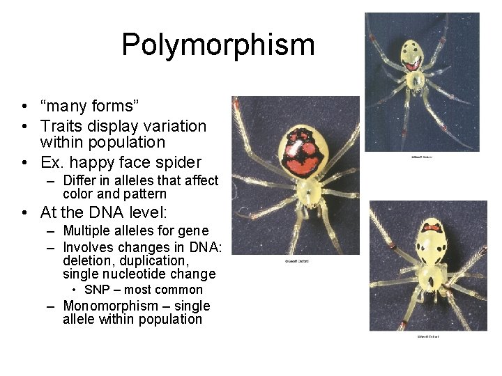 Polymorphism • “many forms” • Traits display variation within population • Ex. happy face