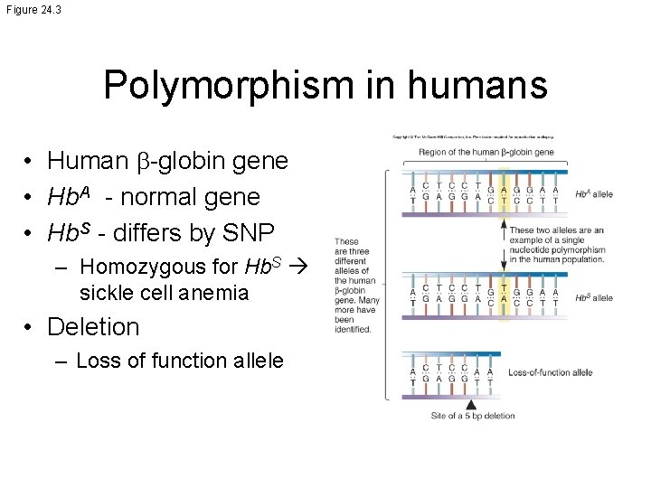 Figure 24. 3 Polymorphism in humans • Human b-globin gene • Hb. A -