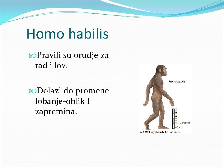 Homo habilis Pravili su orudje za rad i lov. Dolazi do promene lobanje-oblik I