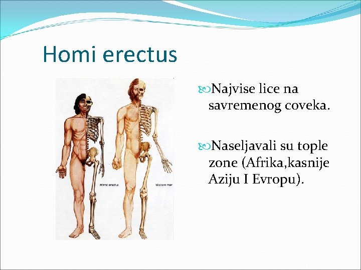 Homi erectus Najvise lice na savremenog coveka. Naseljavali su tople zone (Afrika, kasnije Aziju