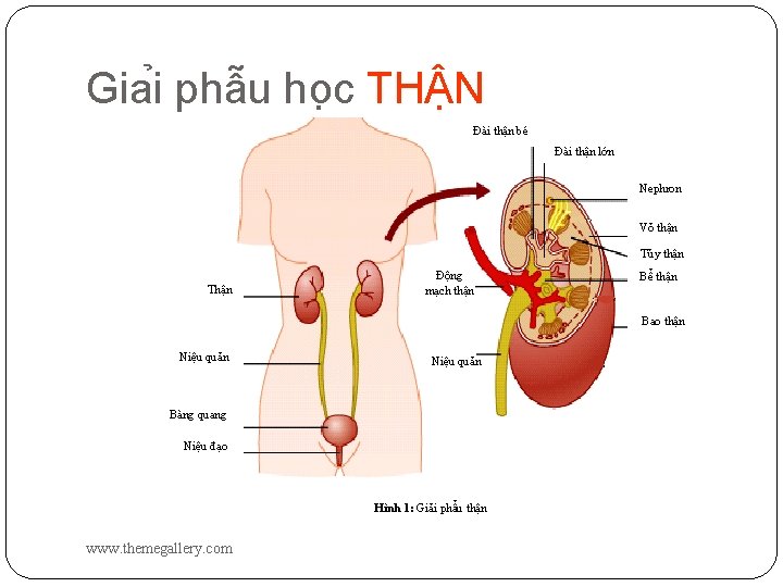 Gia i phâ u ho c TH N Đài thận bé Đài thận lớn