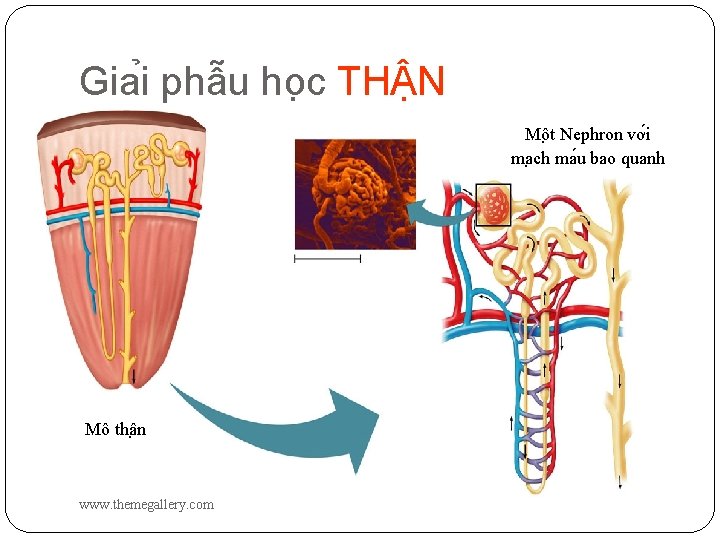 Gia i phâ u ho c TH N Mô t Nephron vơ i ma