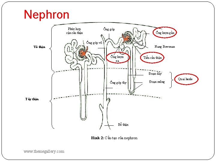 Nephron Phức hợp cận cầu thận Ống góp Ống lượn gần Ống góp vỏ
