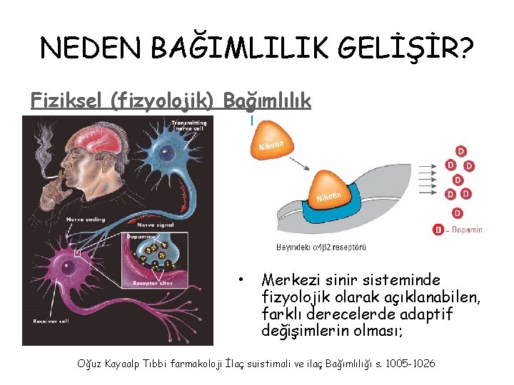 NEDEN BAĞIMLILIK GELİŞİR? Fiziksel (fizyolojik) Bağımlılık • Merkezi sinir sisteminde fizyolojik olarak açıklanabilen, farklı