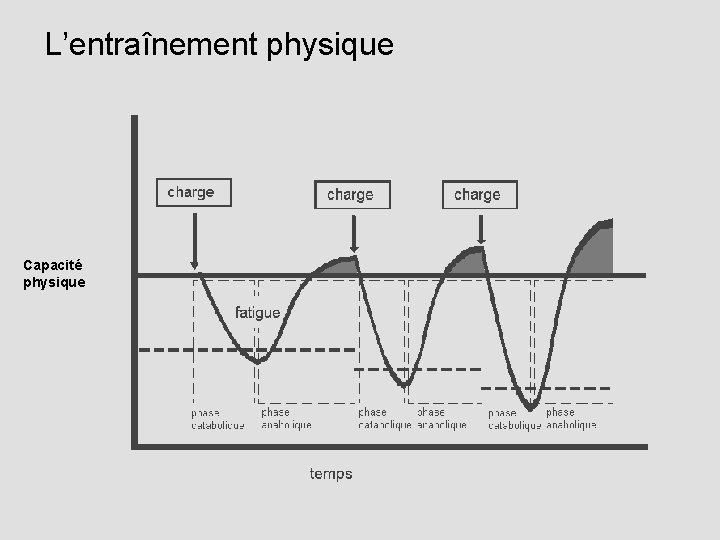 L’entraînement physique Capacité physique 