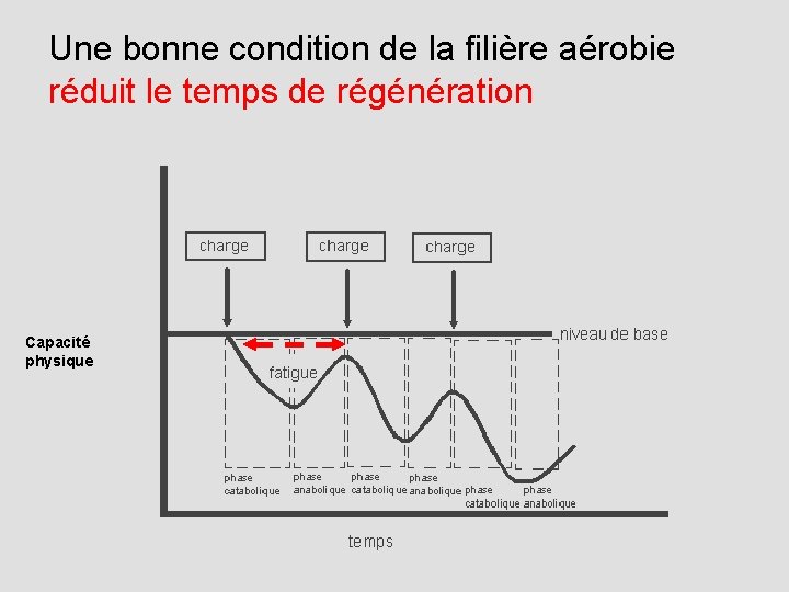 Une bonne condition de la filière aérobie réduit le temps de régénération Capacité physique
