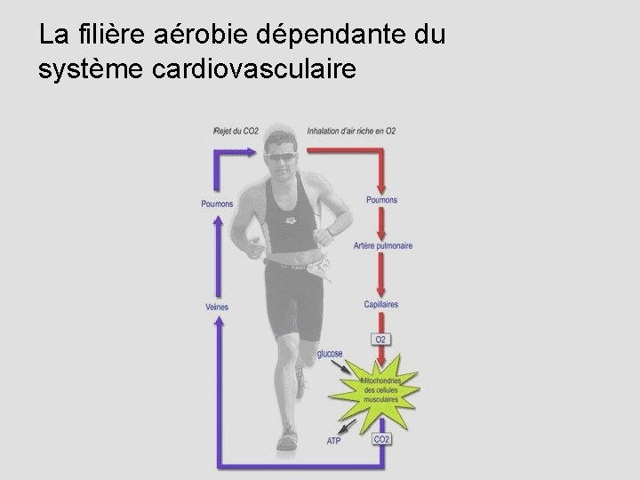 La filière aérobie dépendante du système cardiovasculaire 