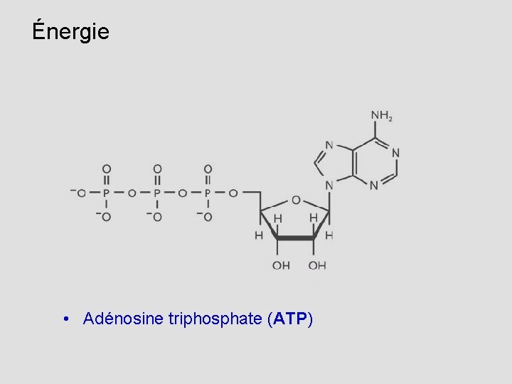 Énergie • Adénosine triphosphate (ATP) 
