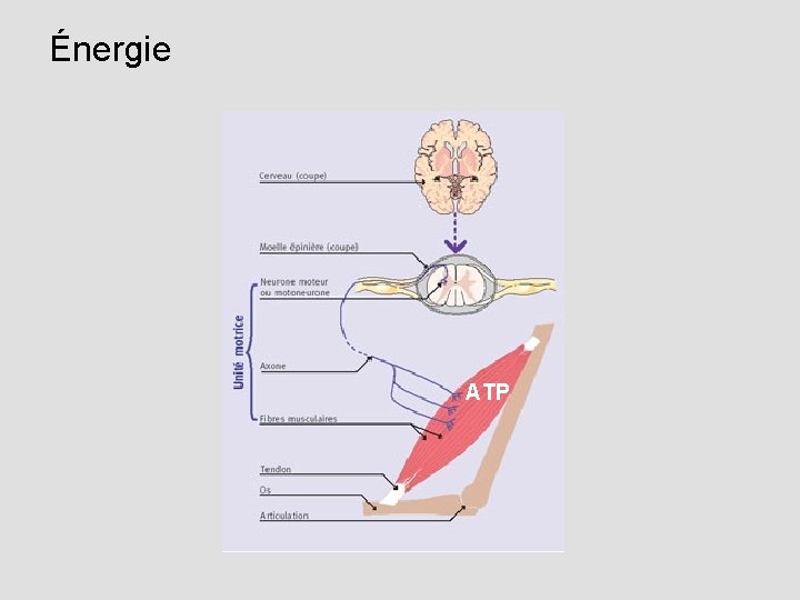 Énergie ATP 