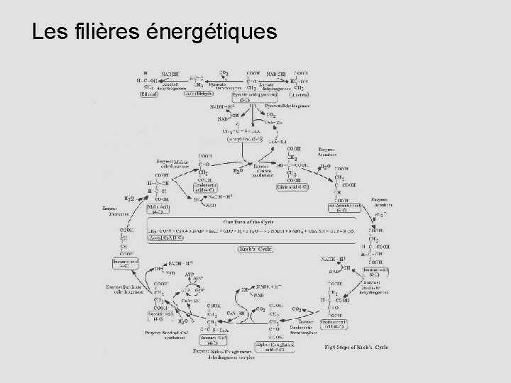 Les filières énergétiques 