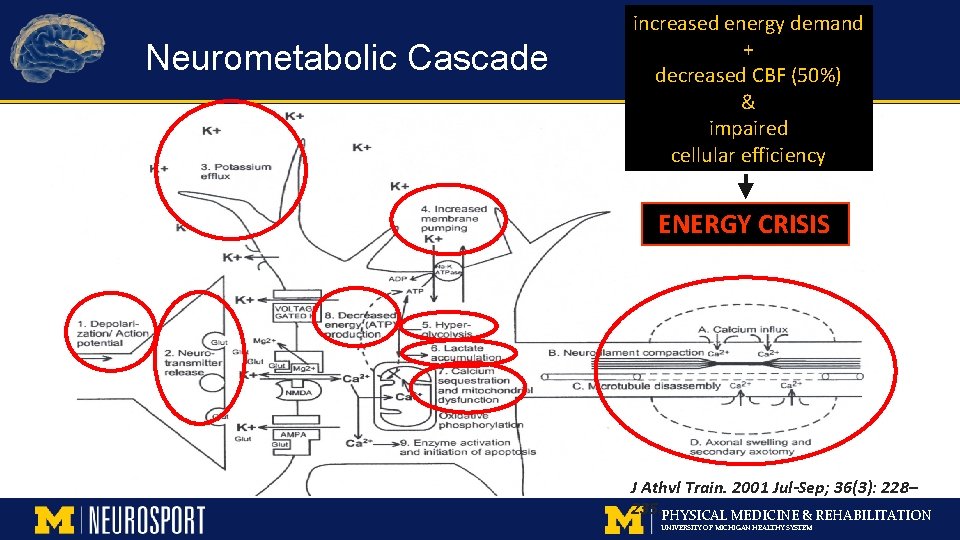 Neurometabolic Cascade increased energy demand + decreased CBF (50%) & impaired cellular efficiency ENERGY