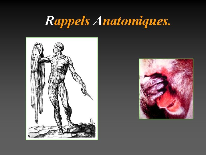 Rappels Anatomiques. 