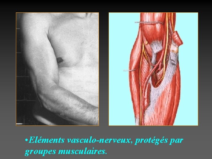  • Eléments vasculo-nerveux, protégés par groupes musculaires. 