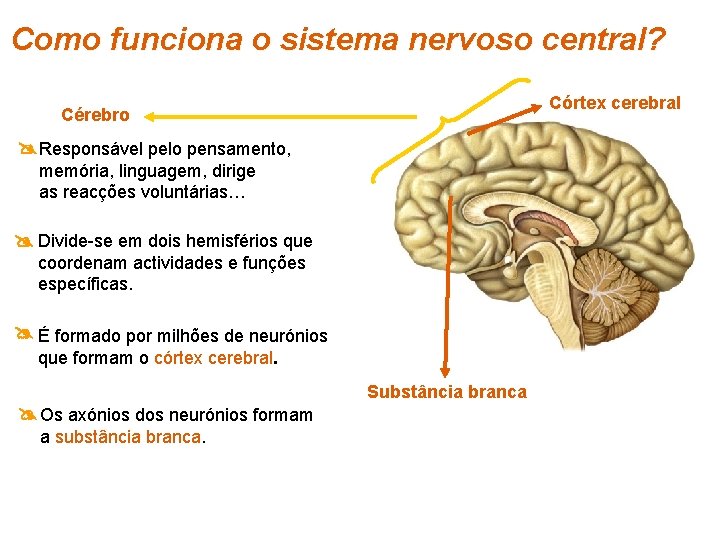 Como funciona o sistema nervoso central? Córtex cerebral Cérebro Responsável pelo pensamento, memória, linguagem,