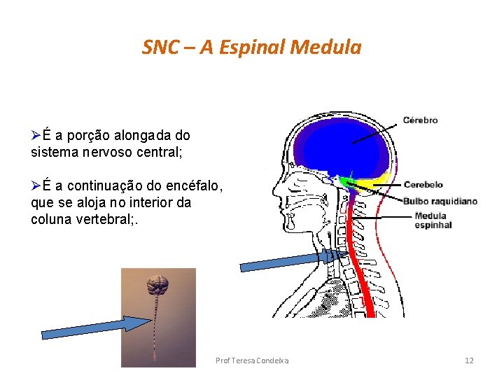 SNC – A Espinal Medula ØÉ a porção alongada do sistema nervoso central; ØÉ