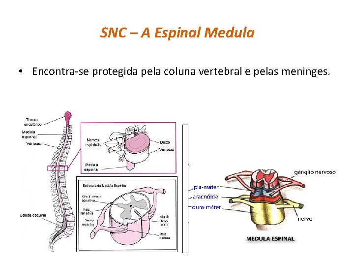 SNC – A Espinal Medula • Encontra-se protegida pela coluna vertebral e pelas meninges.