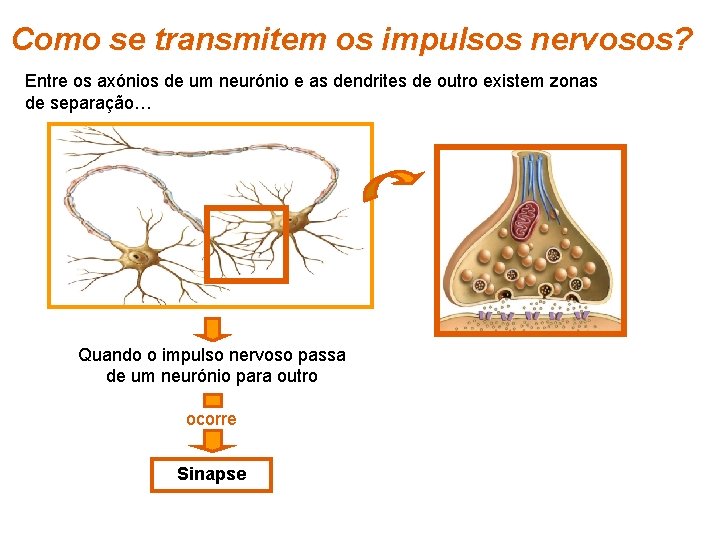 Como se transmitem os impulsos nervosos? Entre os axónios de um neurónio e as