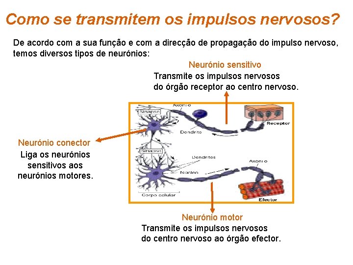 Como se transmitem os impulsos nervosos? De acordo com a sua função e com
