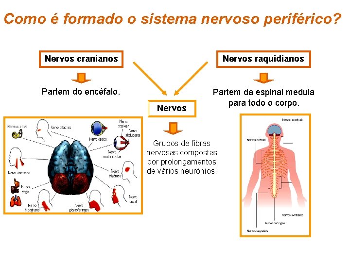 Como é formado o sistema nervoso periférico? Nervos cranianos Nervos raquidianos Partem do encéfalo.