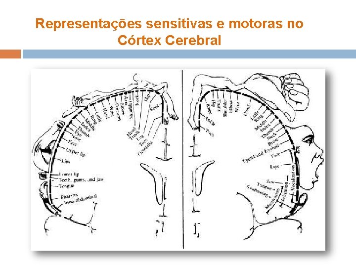 Quais são as doenças maisefrequentes Representações sensitivas motoras no do sistema nervoso? Córtex Cerebral