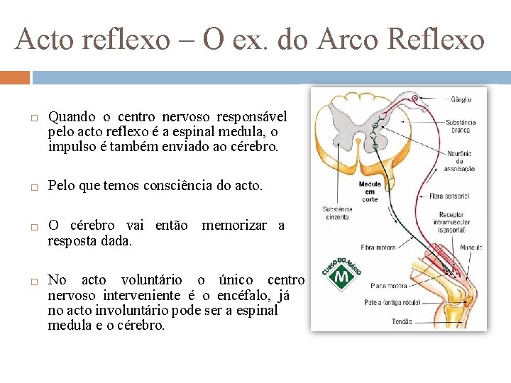 Acto reflexo – O ex. do Arco Reflexo Quando o centro nervoso responsável pelo