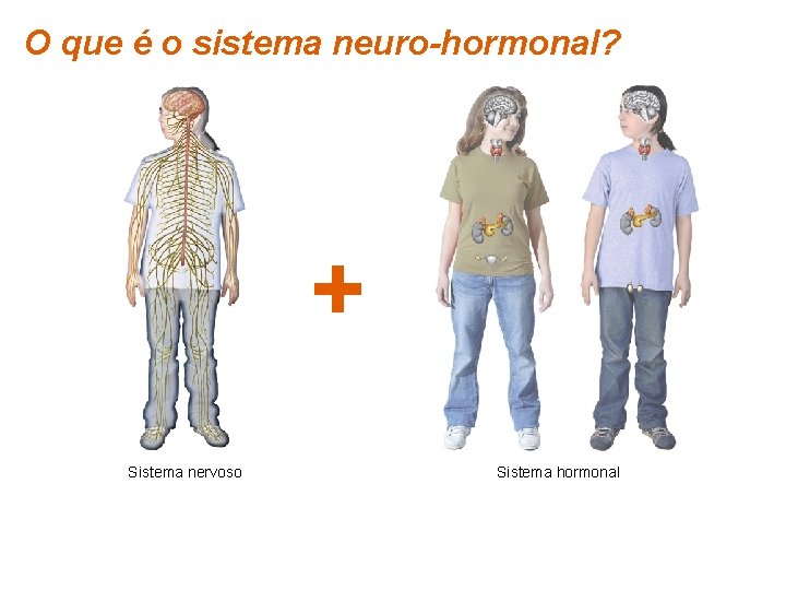 O que é o sistema neuro-hormonal? + Sistema nervoso Planeta Terra — 9. º