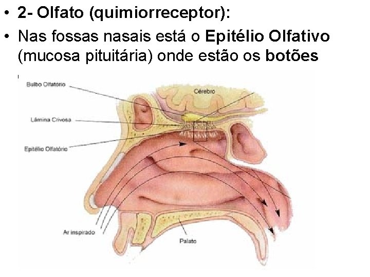  • 2 - Olfato (quimiorreceptor): • Nas fossas nasais está o Epitélio Olfativo