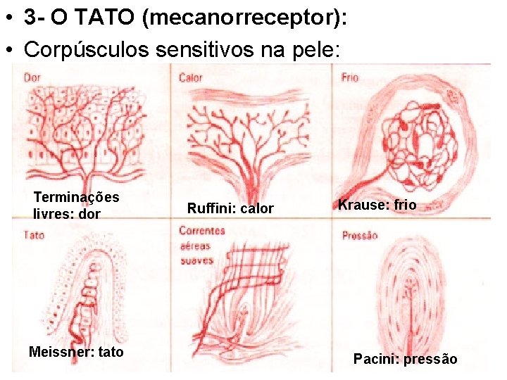  • 3 - O TATO (mecanorreceptor): • Corpúsculos sensitivos na pele: Terminações livres: