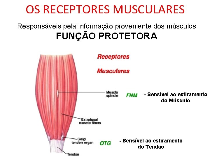 OS RECEPTORES MUSCULARES Responsáveis pela informação proveniente dos músculos FUNÇÃO PROTETORA - Sensível ao