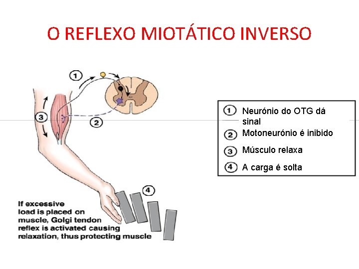 O REFLEXO MIOTÁTICO INVERSO Neurónio do OTG dá sinal Motoneurónio é inibido Músculo relaxa