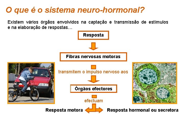 O que é o sistema neuro-hormonal? Existem vários órgãos envolvidos na captação e transmissão