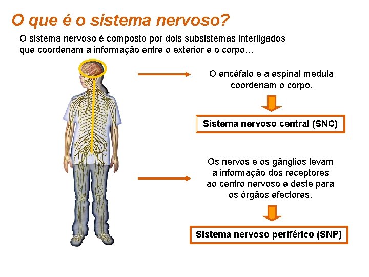O que é o sistema nervoso? O sistema nervoso é composto por dois subsistemas