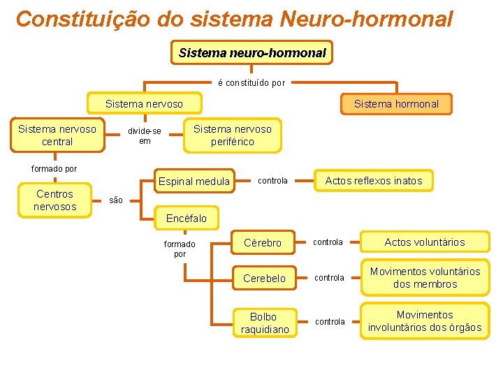 Constituição do sistema Neuro-hormonal Sistema neuro-hormonal é constituído por Sistema nervoso central divide-se em