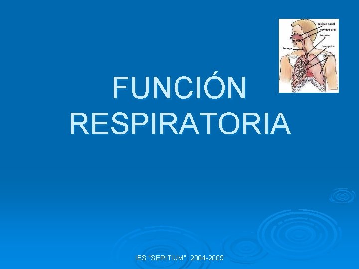 FUNCIÓN RESPIRATORIA IES "SERITIUM". 2004 -2005 