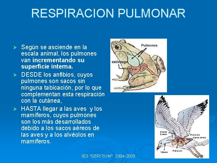 RESPIRACION PULMONAR Según se asciende en la escala animal, los pulmones van incrementando su