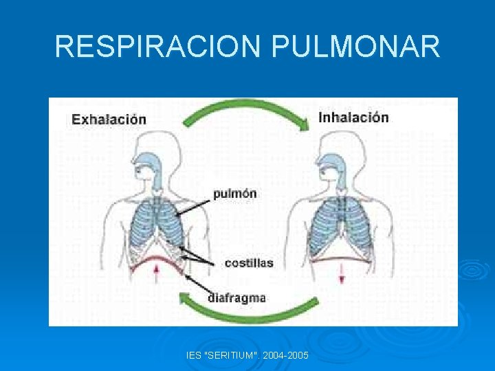 RESPIRACION PULMONAR IES "SERITIUM". 2004 -2005 