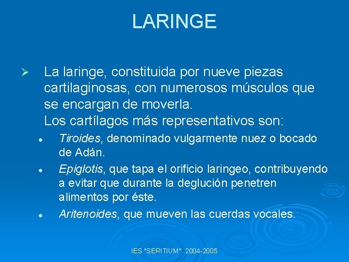 LARINGE La laringe, constituida por nueve piezas cartilaginosas, con numerosos músculos que se encargan