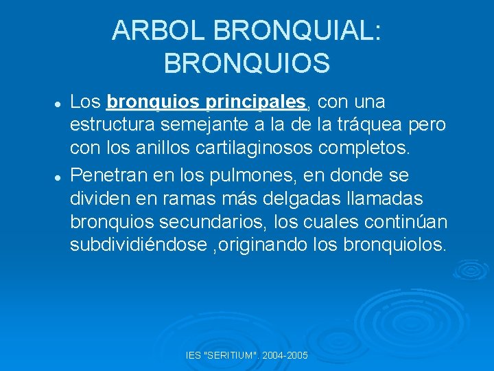 ARBOL BRONQUIAL: BRONQUIOS l l Los bronquios principales, con una estructura semejante a la