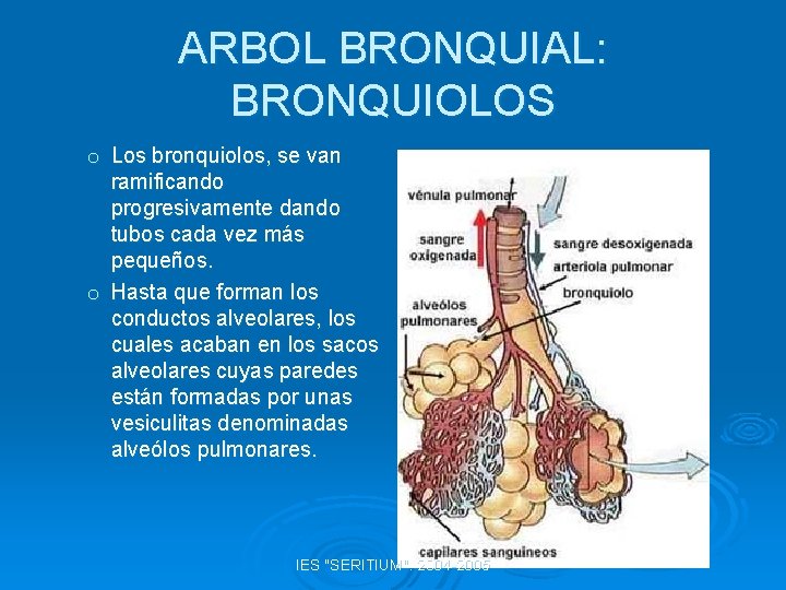 ARBOL BRONQUIAL: BRONQUIOLOS o Los bronquiolos, se van ramificando progresivamente dando tubos cada vez