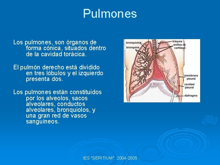 Pulmones Los pulmones, son órganos de forma cónica, situados dentro de la cavidad torácica.