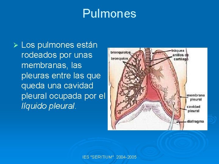 Pulmones Ø Los pulmones están rodeados por unas membranas, las pleuras entre las queda