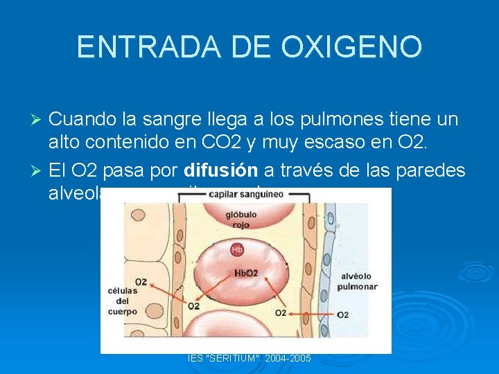 ENTRADA DE OXIGENO Cuando la sangre llega a los pulmones tiene un alto contenido
