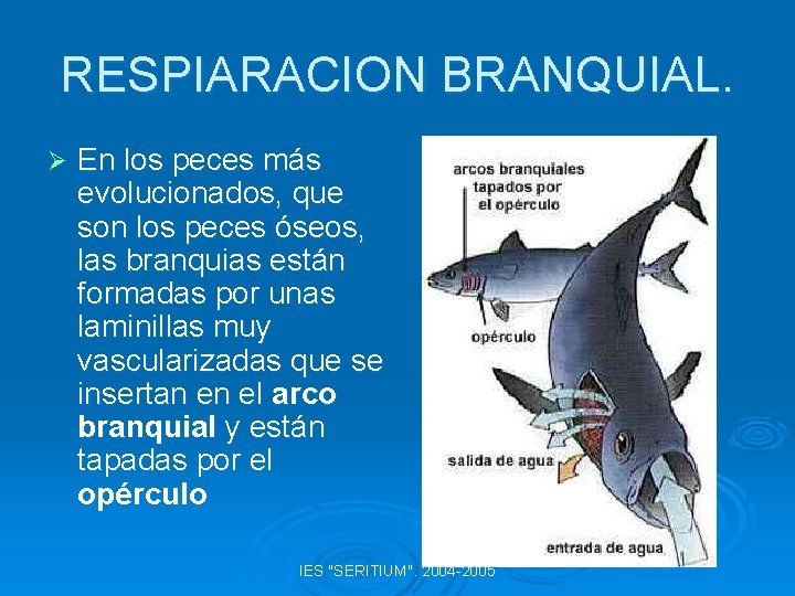 RESPIARACION BRANQUIAL. Ø En los peces más evolucionados, que son los peces óseos, las