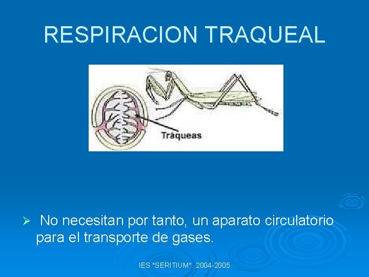 RESPIRACION TRAQUEAL Ø No necesitan por tanto, un aparato circulatorio para el transporte de