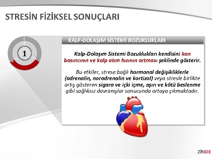 KALP-DOLAŞIM SİSTEMİ BOZUKLUKLARI 1 Kalp-Dolaşım Sistemi Bozuklukları kendisini kan basıncının ve kalp atım hızının