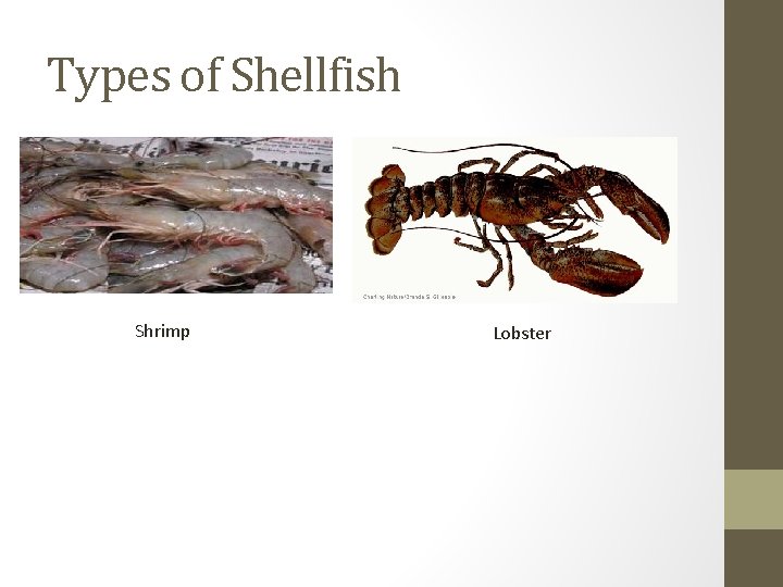 Types of Shellfish Shrimp Lobster 