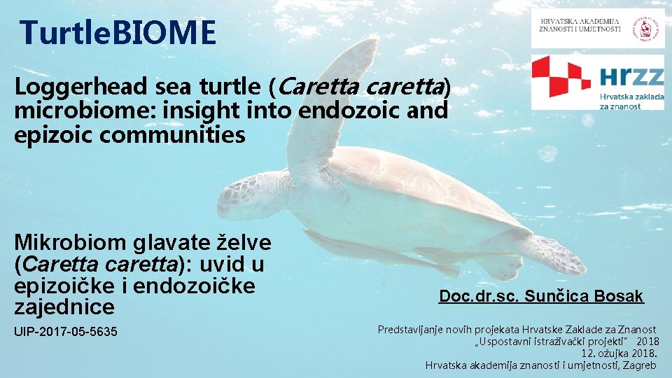 Turtle. BIOME Loggerhead sea turtle (Caretta caretta) microbiome: insight into endozoic and epizoic communities